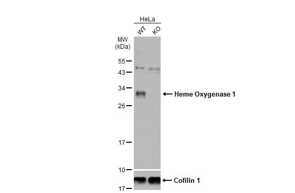 HO-1/HMOX1/HSP32 Antibody