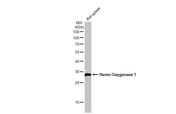 HO-1/HMOX1/HSP32 Antibody