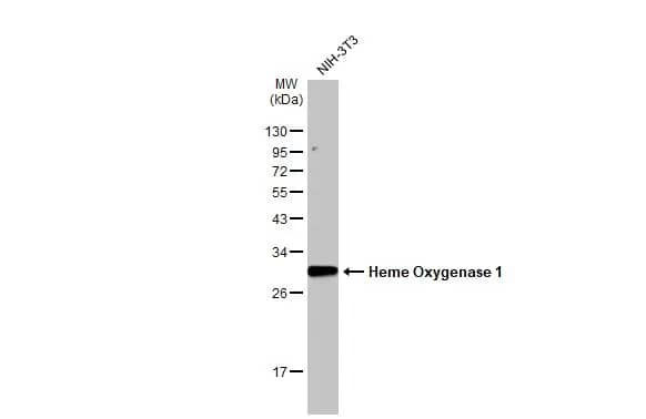 HO-1/HMOX1/HSP32 Antibody