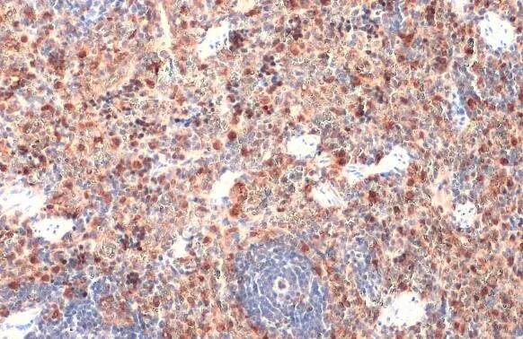 HO-1/HMOX1/HSP32 Antibody