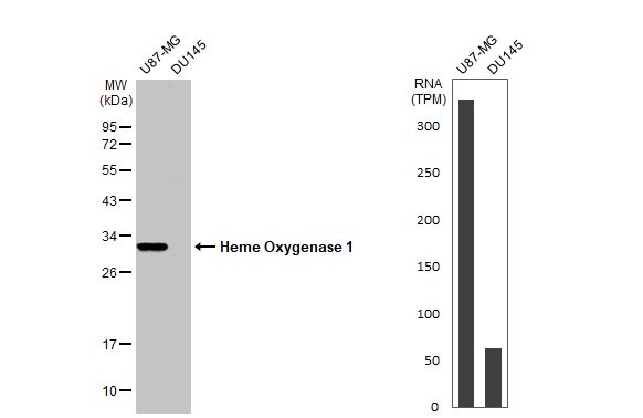 HO-1/HMOX1/HSP32 Antibody - BSA Free