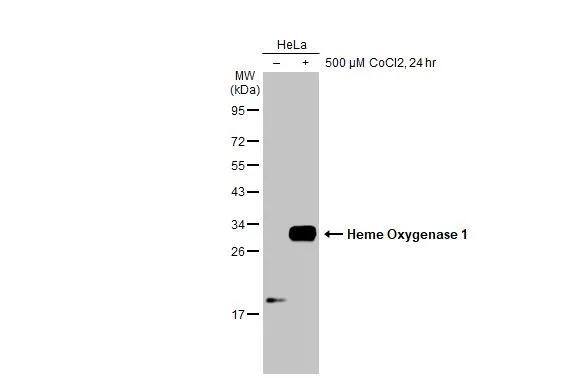 HO-1/HMOX1/HSP32 Antibody - BSA Free