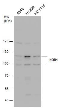 NOD1 Antibody