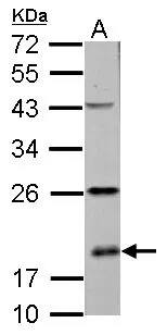 RPS10 Antibody