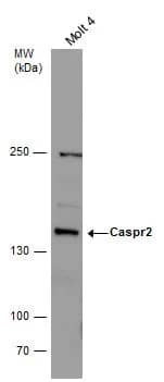Caspr2 Antibody