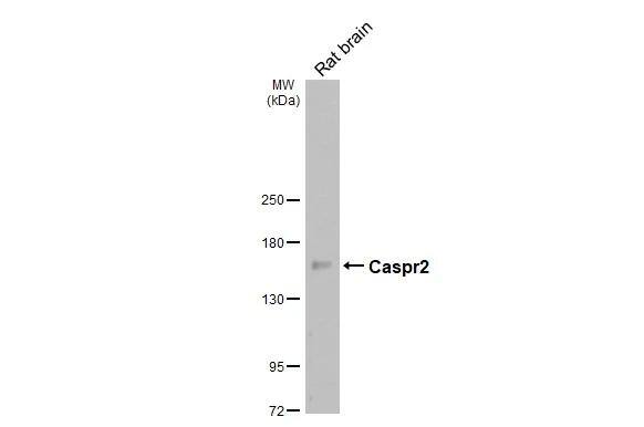 Caspr2 Antibody - BSA Free