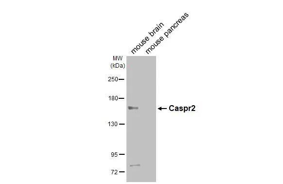 Caspr2 Antibody - BSA Free