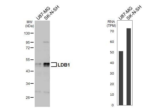 LDB1 Antibody - BSA Free