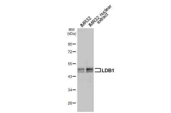 LDB1 Antibody - BSA Free