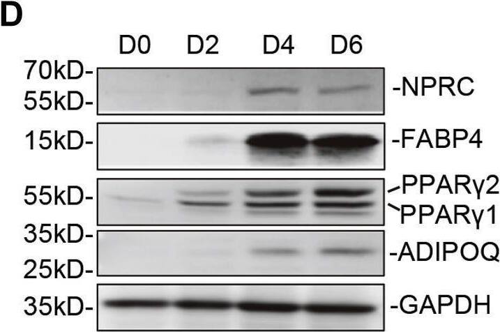 Natriuretic Peptide Receptor C Antibody - BSA Free