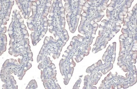 Fibronectin Antibody