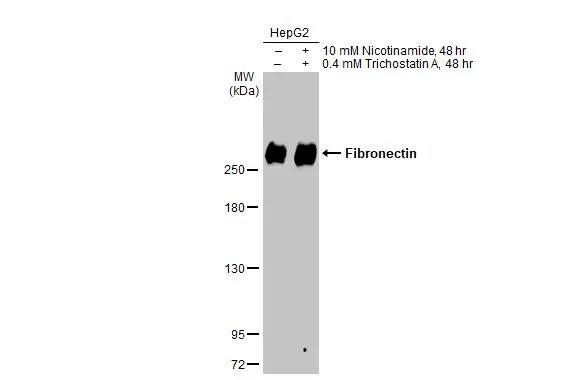 Fibronectin Antibody