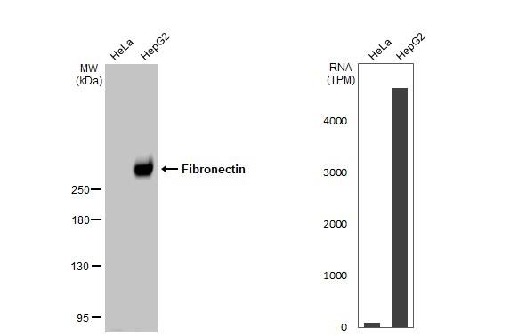 Fibronectin Antibody