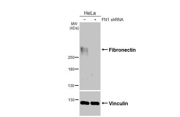 Fibronectin Antibody