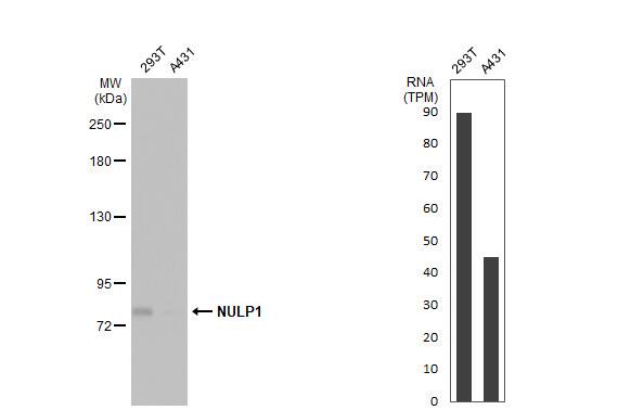 NULP1 Antibody