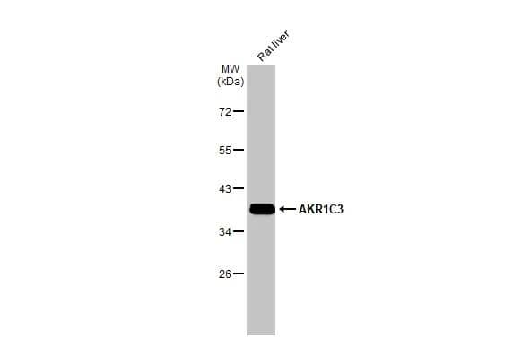 Aldo-keto Reductase 1C3/AKR1C3 Antibody - BSA Free