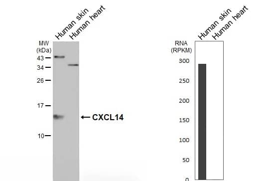 CXCL14/BRAK Antibody - BSA Free