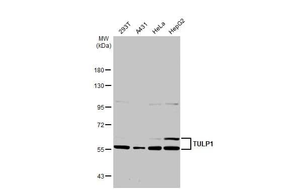 TULP1 Antibody - BSA Free