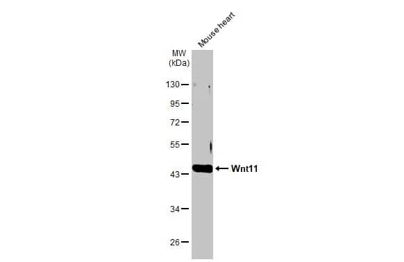 Wnt-11 Antibody