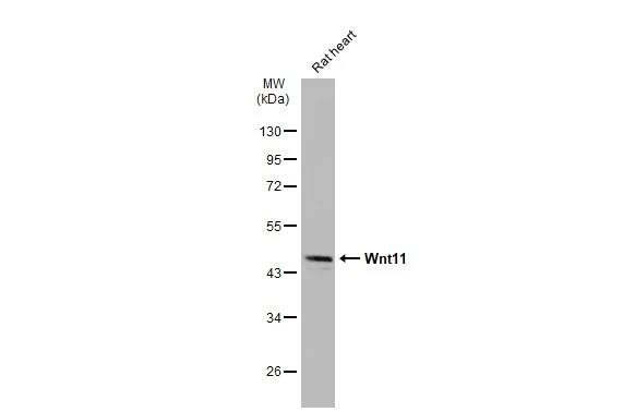 Wnt-11 Antibody