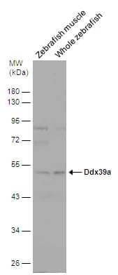 DDX39 Antibody