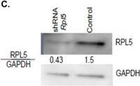 RPL5 Antibody
