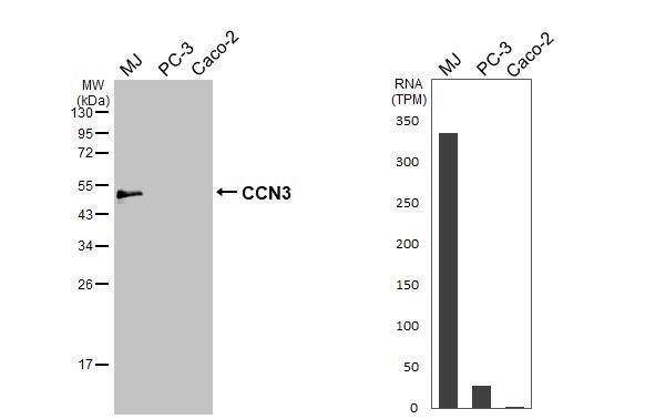 NOV/CCN3 Antibody - BSA Free