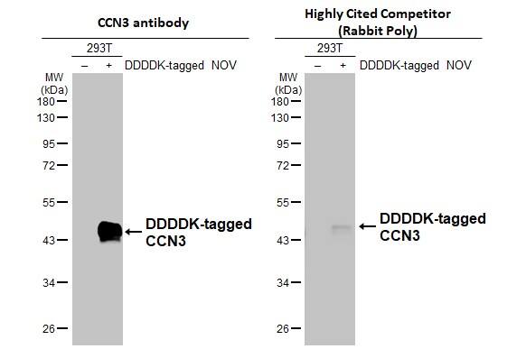 NOV/CCN3 Antibody - BSA Free