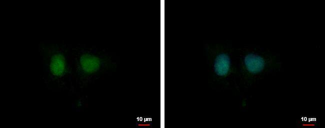 DDI1 Antibody - BSA Free