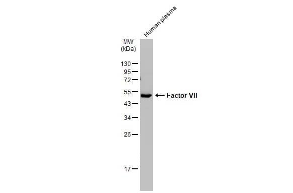 Coagulation Factor VII Antibody