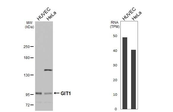 GIT1 Antibody - BSA Free