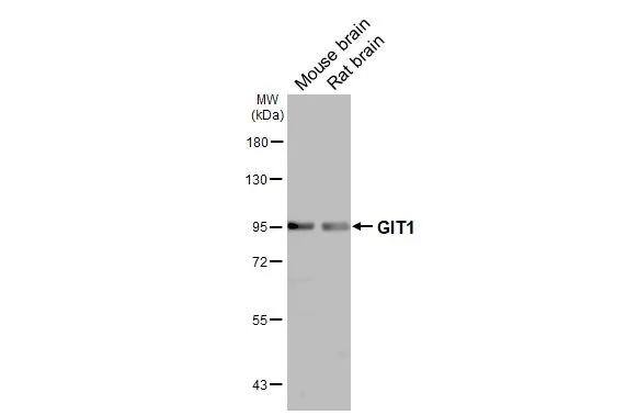 GIT1 Antibody - BSA Free
