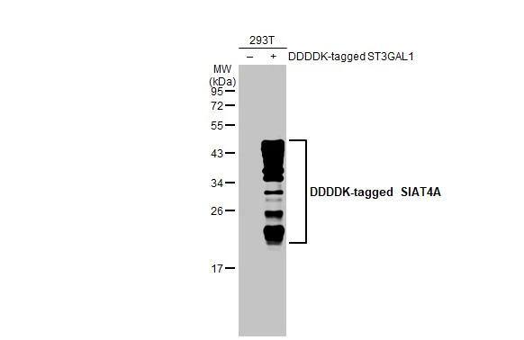 ST3 beta-Gal alpha-2,3-Sialyltransferase 1/ST3GAL1/SIAT4A Antibody - Azide and BSA Free