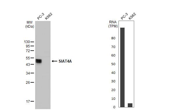 ST3 beta-Gal alpha-2,3-Sialyltransferase 1/ST3GAL1/SIAT4A Antibody - Azide and BSA Free