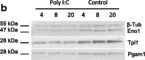 Triosephosphate isomerase Antibody