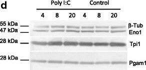 Triosephosphate isomerase Antibody