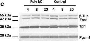 Triosephosphate isomerase Antibody