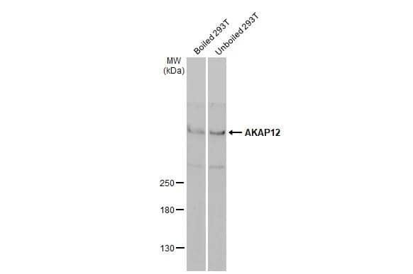 AKAP12 Antibody - BSA Free