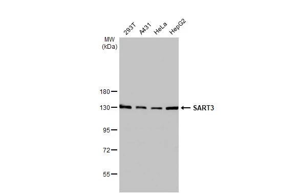 SART3 Antibody