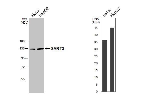 SART3 Antibody - BSA Free