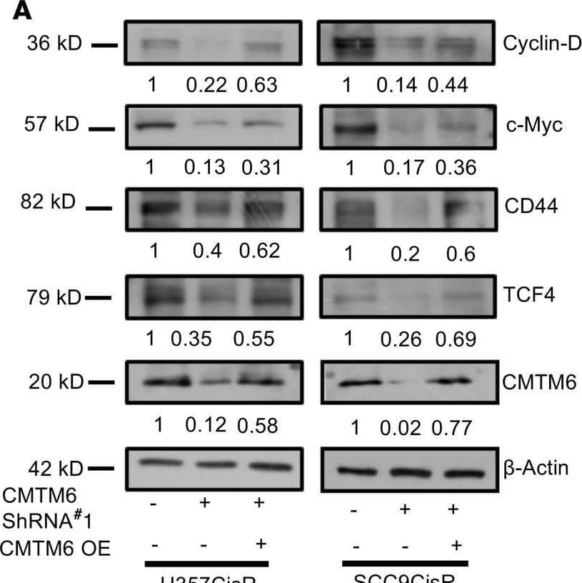 CD44 Antibody - BSA Free