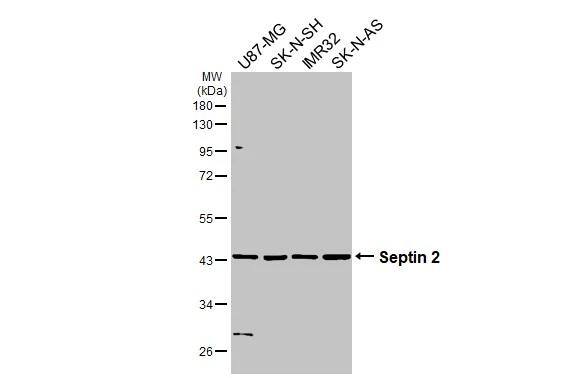 Septin-2 Antibody - BSA Free