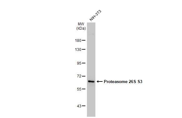 Proteasome 19S S3 Antibody