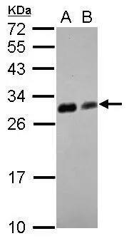 14-3-3 tau/theta Antibody
