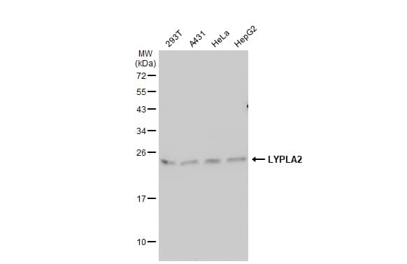 LYPLA2 Antibody