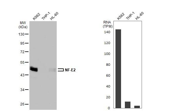 Nuclear Factor Erythroid Derived 2 Antibody
