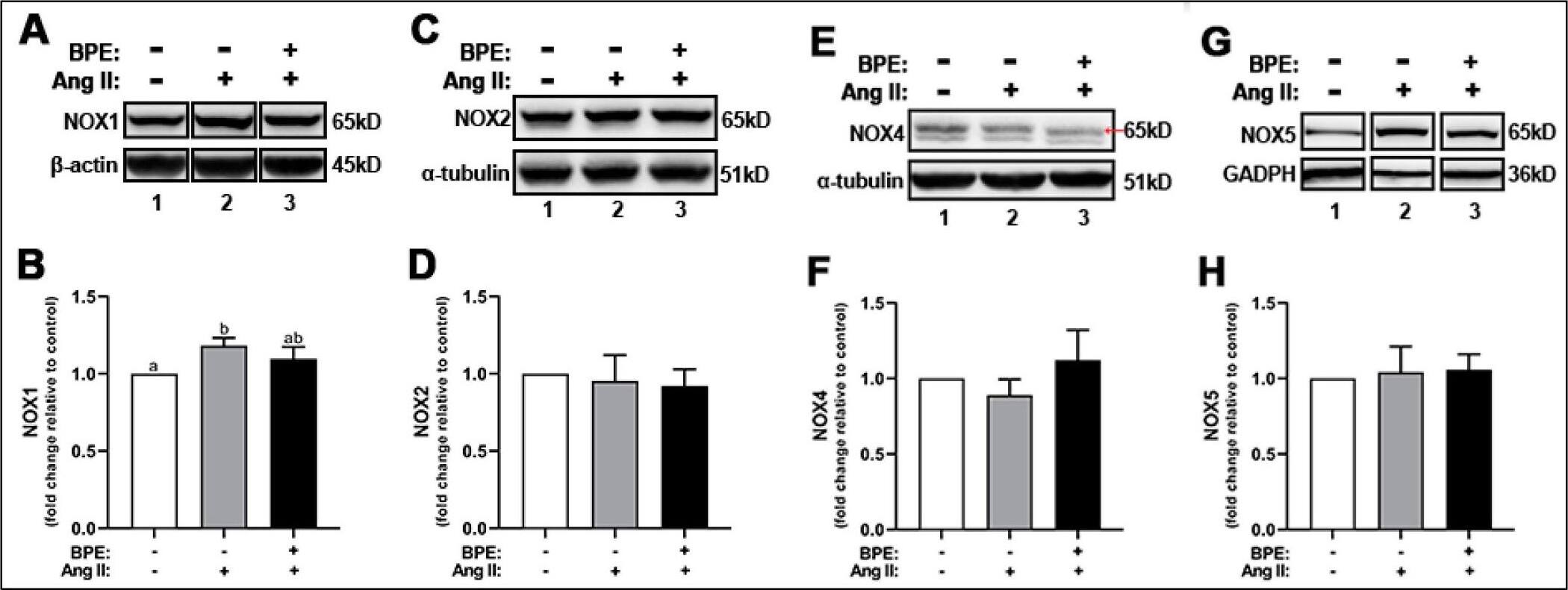 NOX1 Antibody