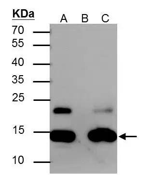 H2A [ac Lys5] Antibody