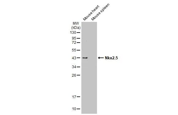 NKX2.5 Antibody