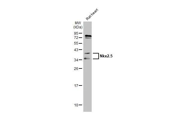 NKX2.5 Antibody